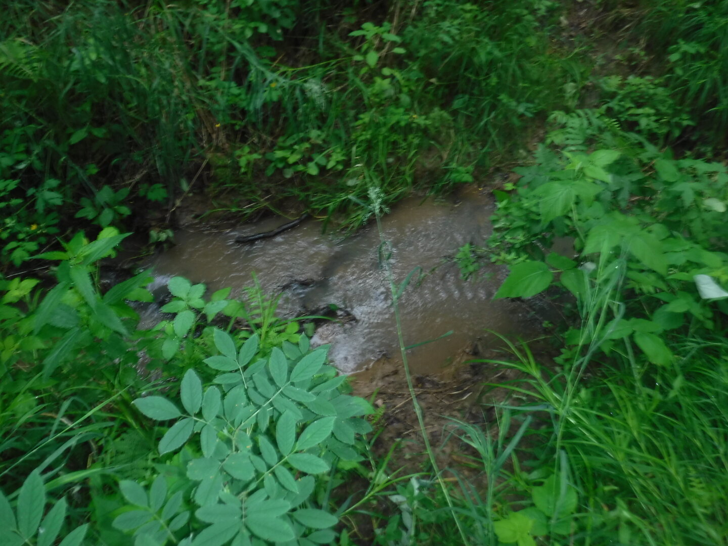 DSCF1874.JPG
