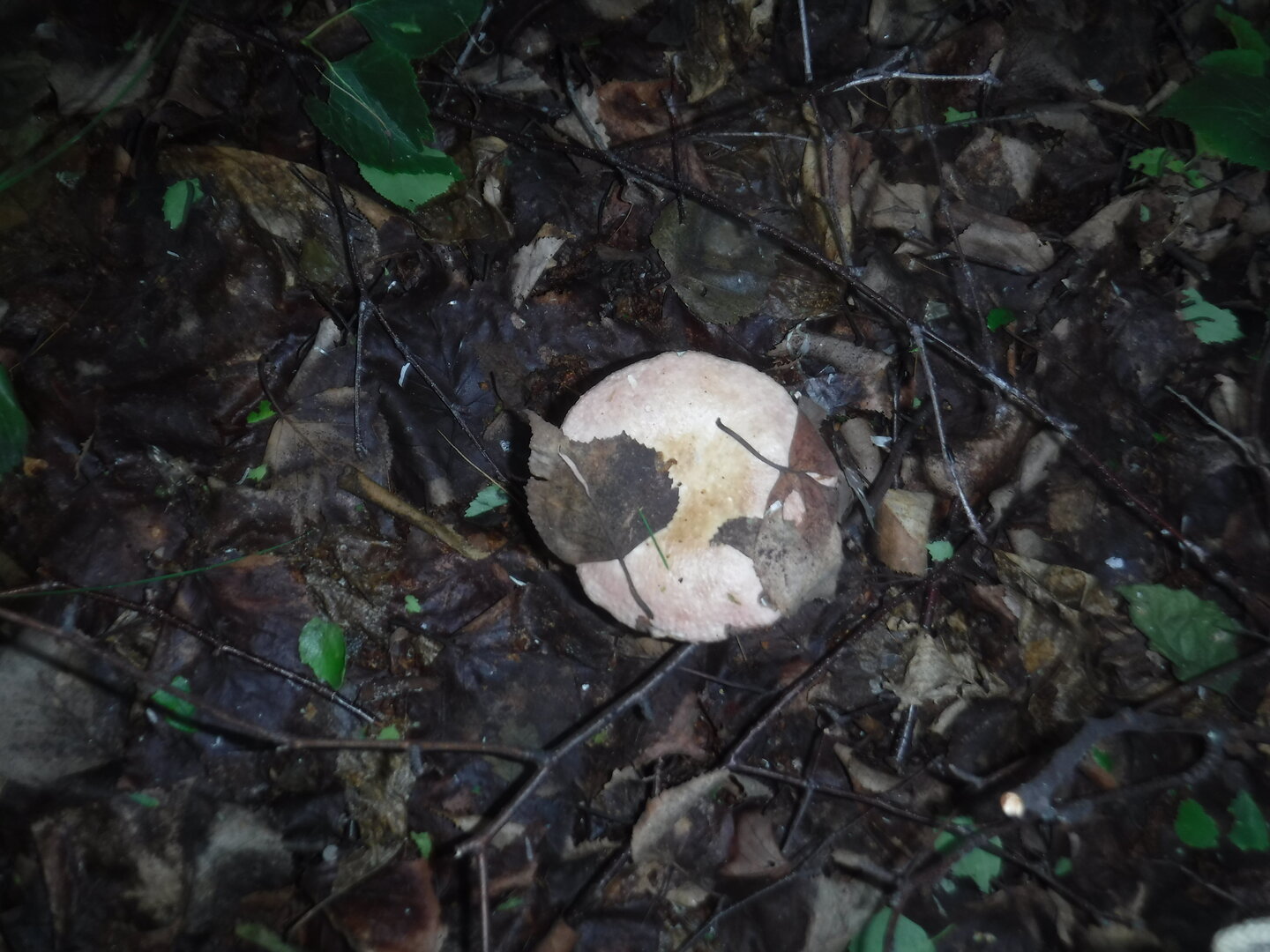 DSCF1879.JPG