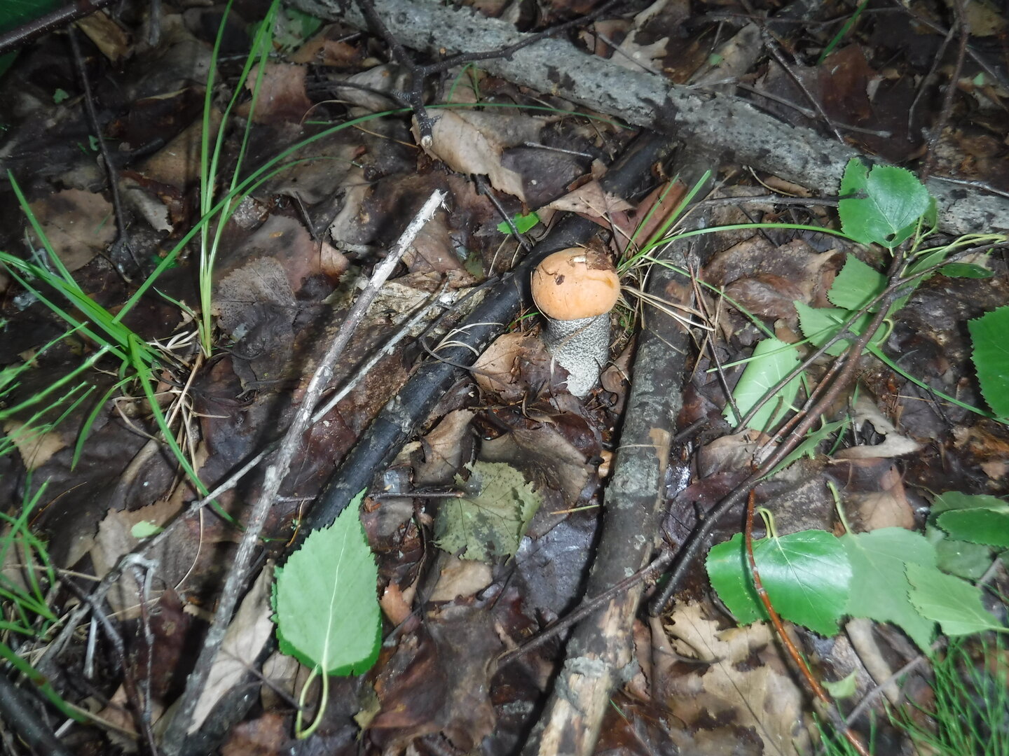 DSCF1880.JPG