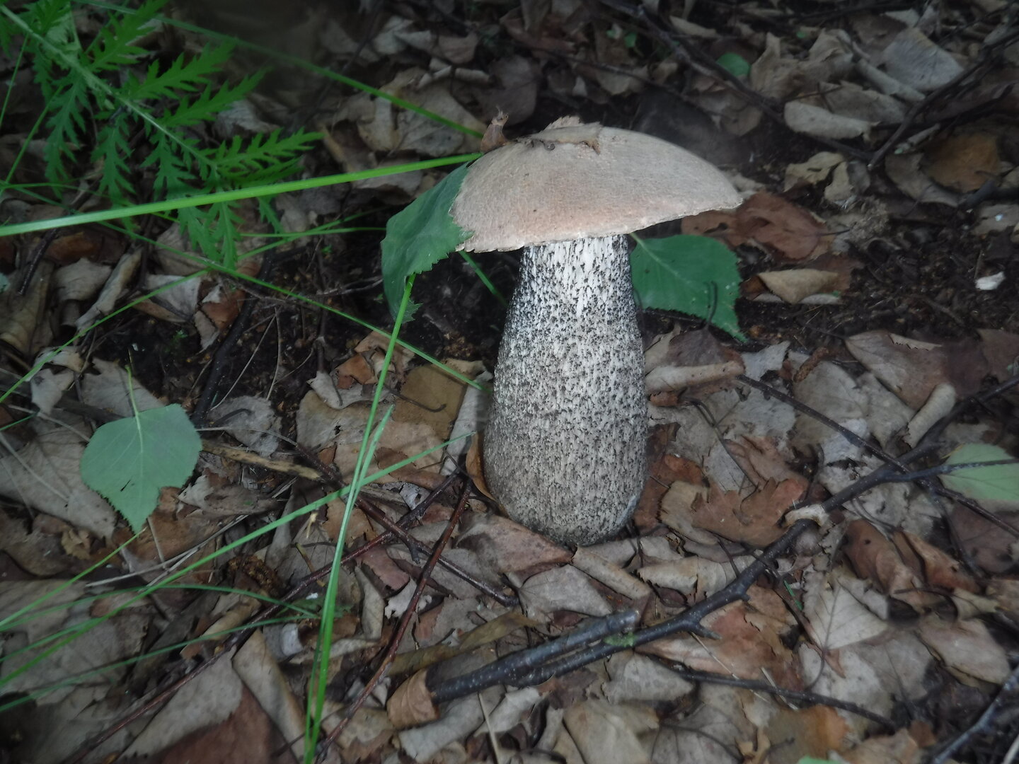 DSCF1888.JPG