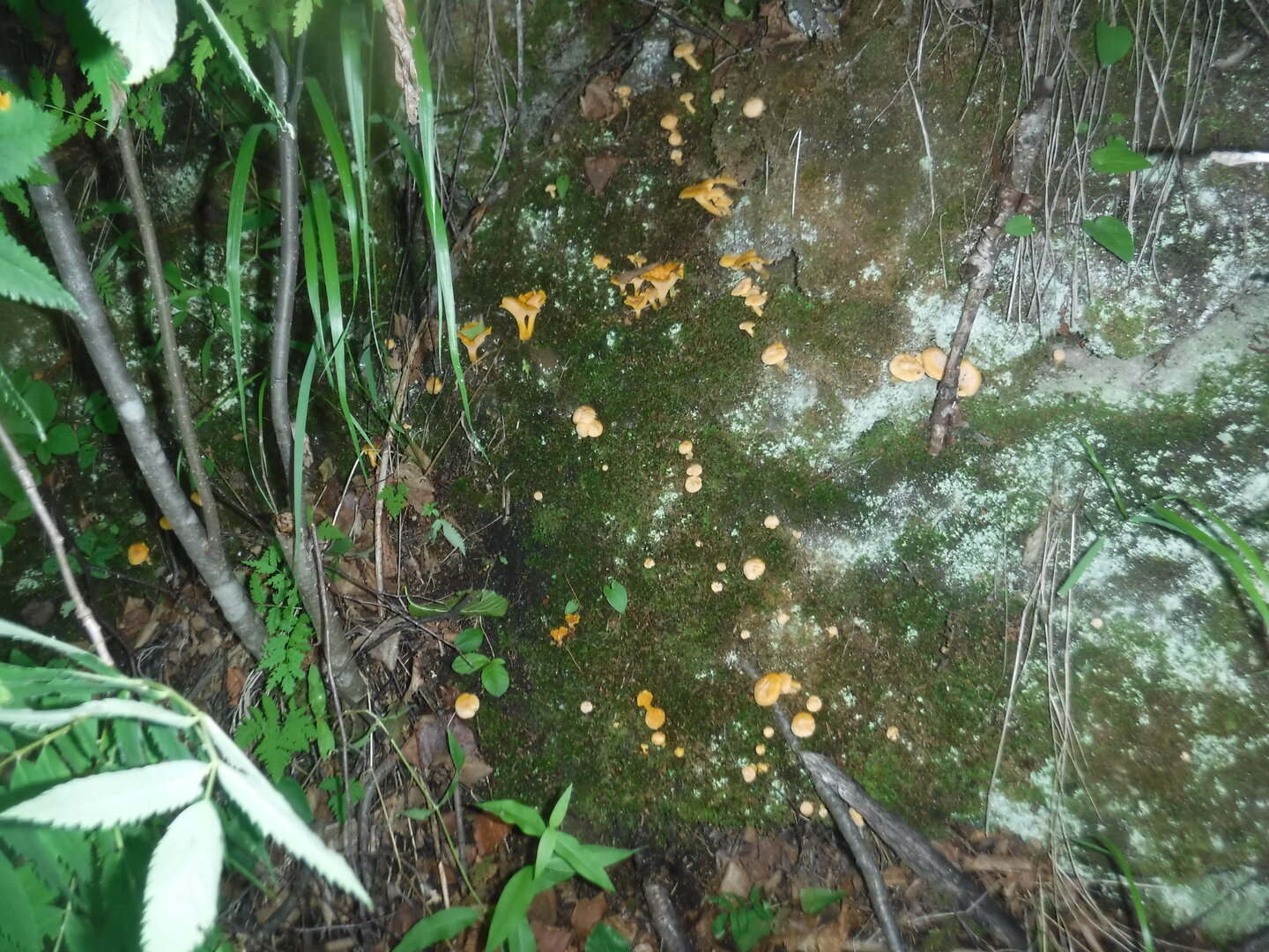 DSCF1896.JPG