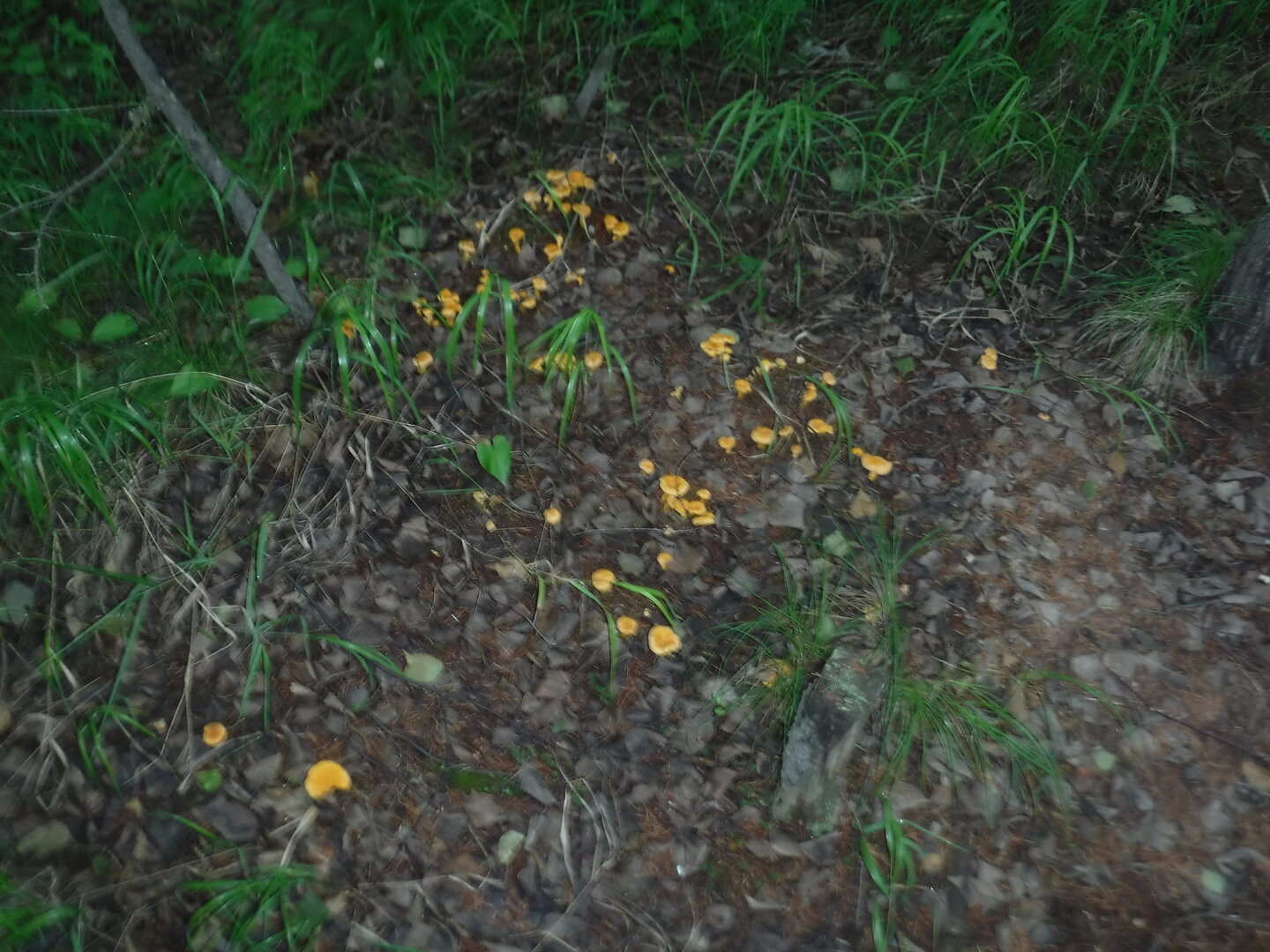 DSCF1917.JPG