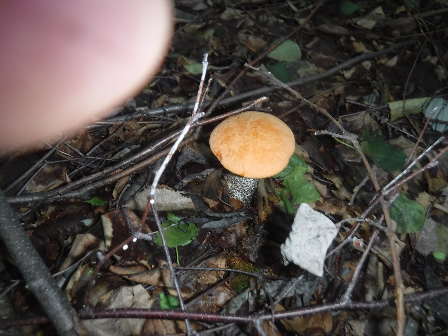 DSCF1919.JPG