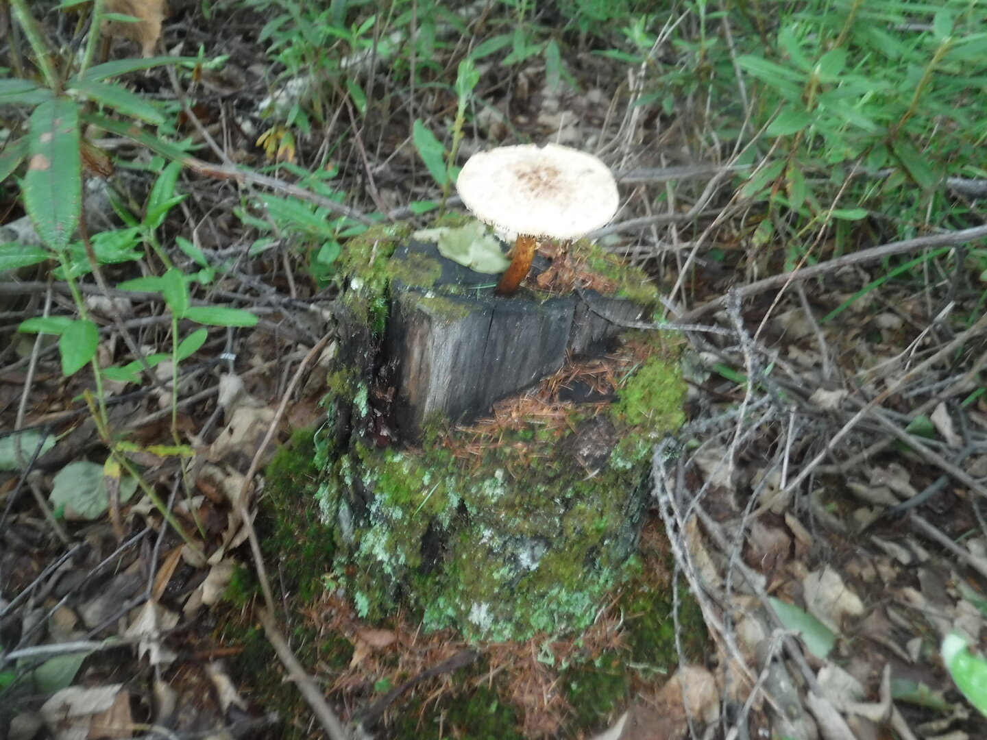 DSCF1921.JPG