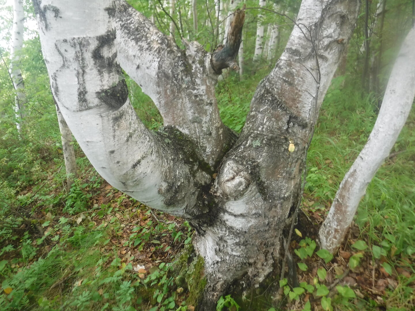 DSCF1926.JPG