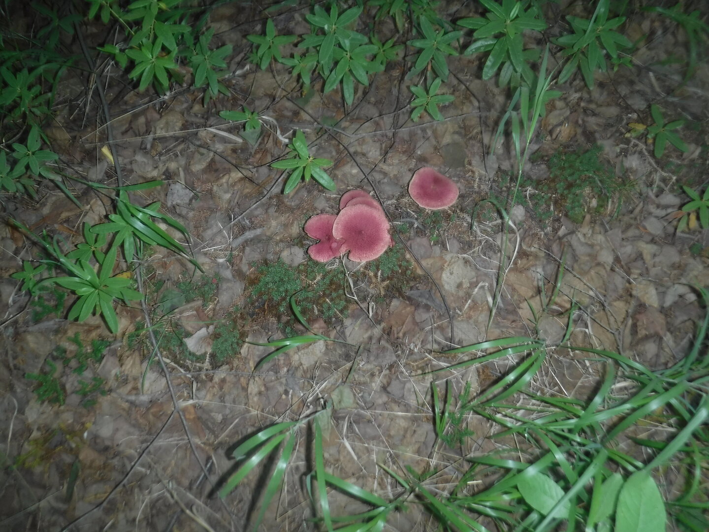 DSCF1954.JPG