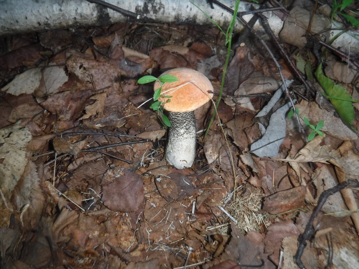 DSCF1957.JPG