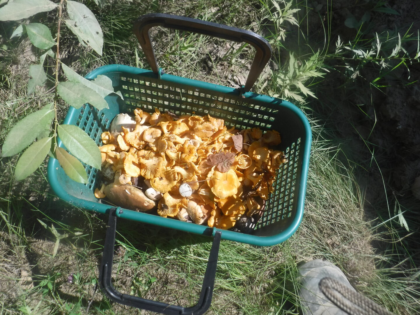 DSCF1974.JPG