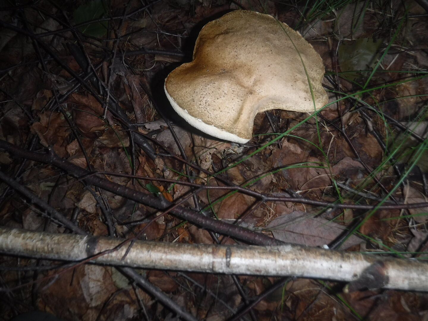 DSCF1979.JPG