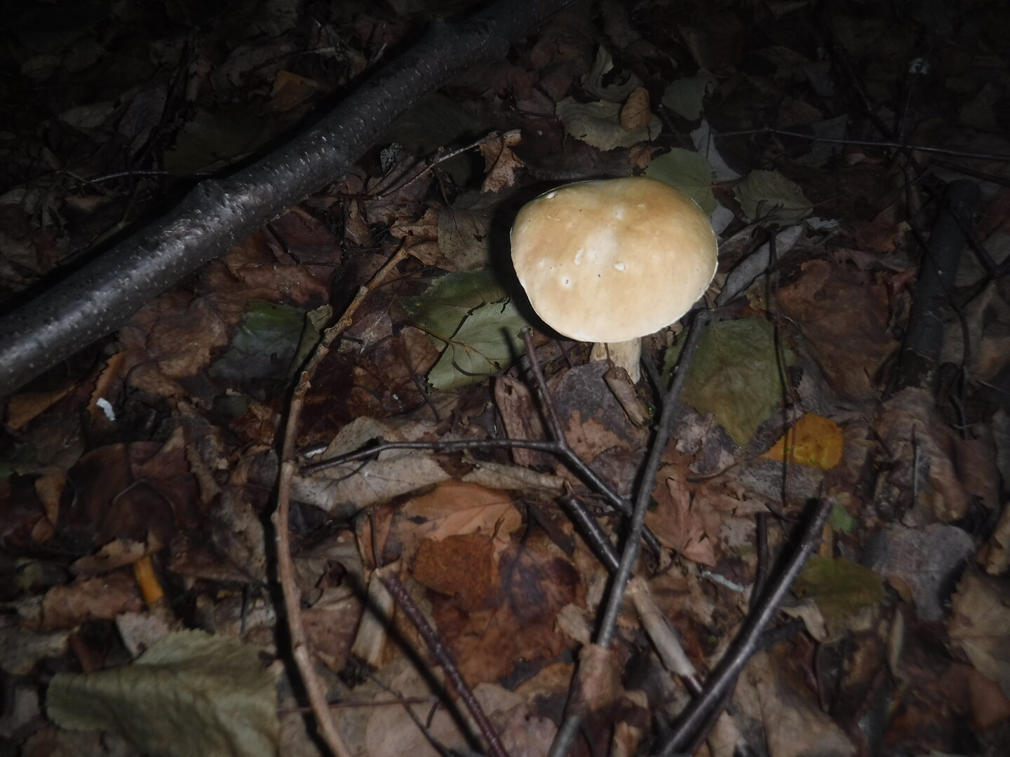 DSCF1980.JPG