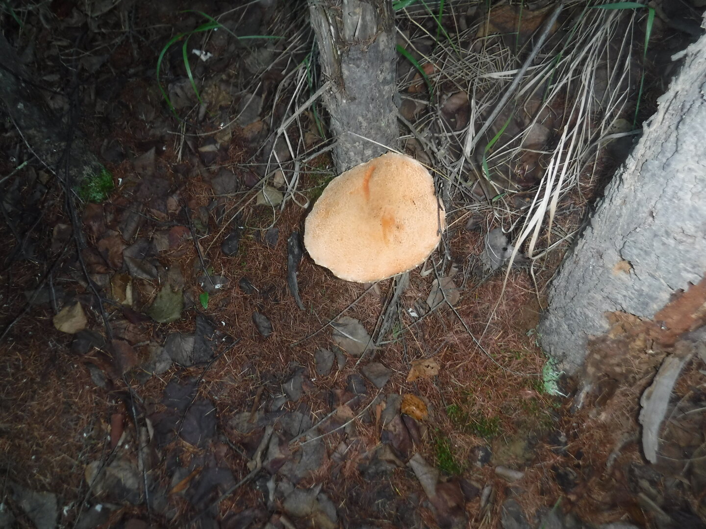 DSCF1983.JPG