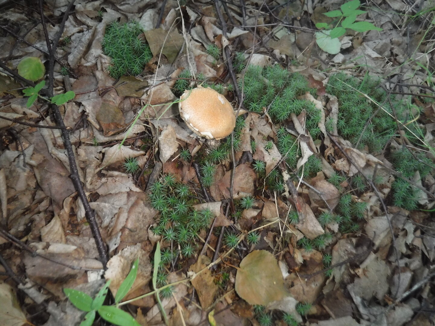DSCF1984.JPG