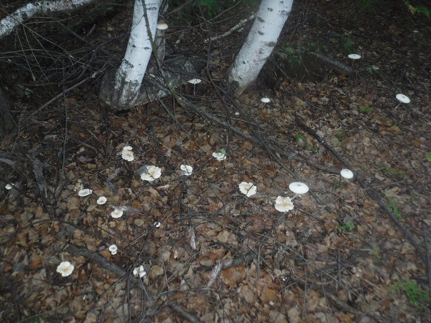 DSCF2010.JPG