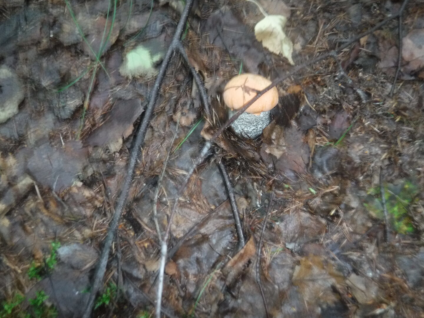 DSCF2015.JPG