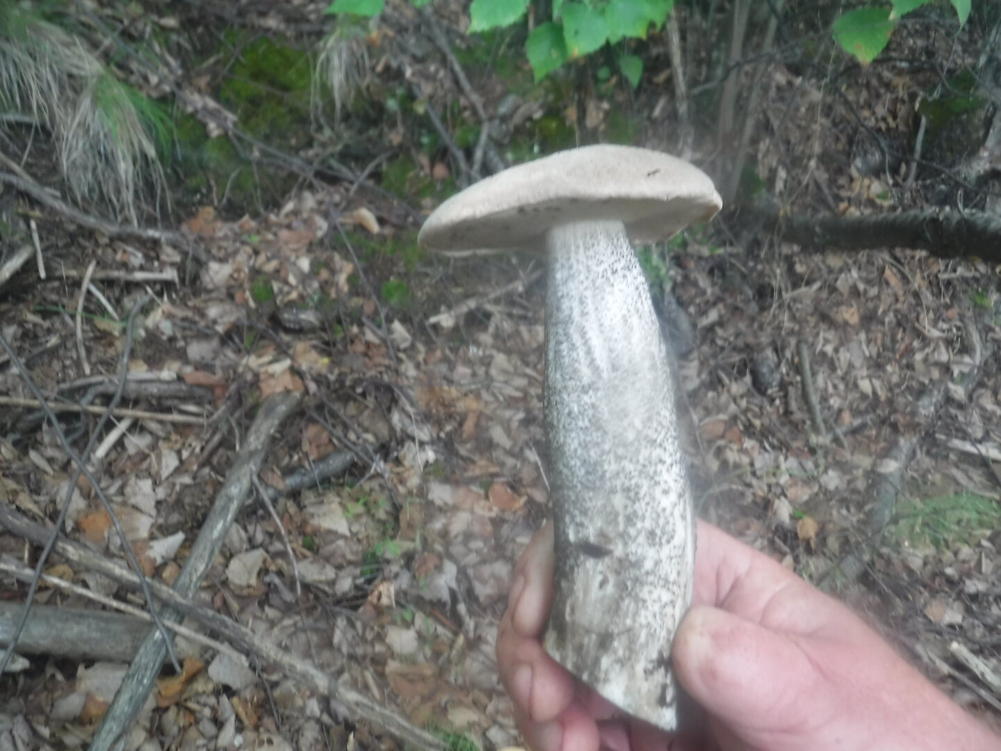 DSCF2029.JPG
