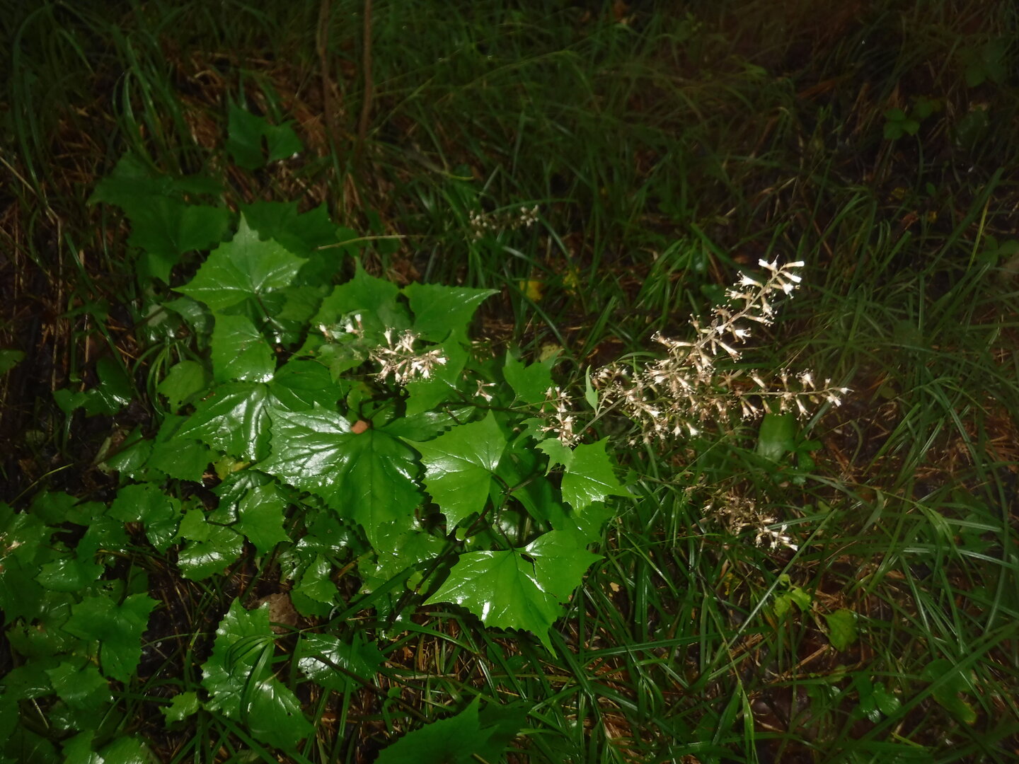 DSCF2055.JPG