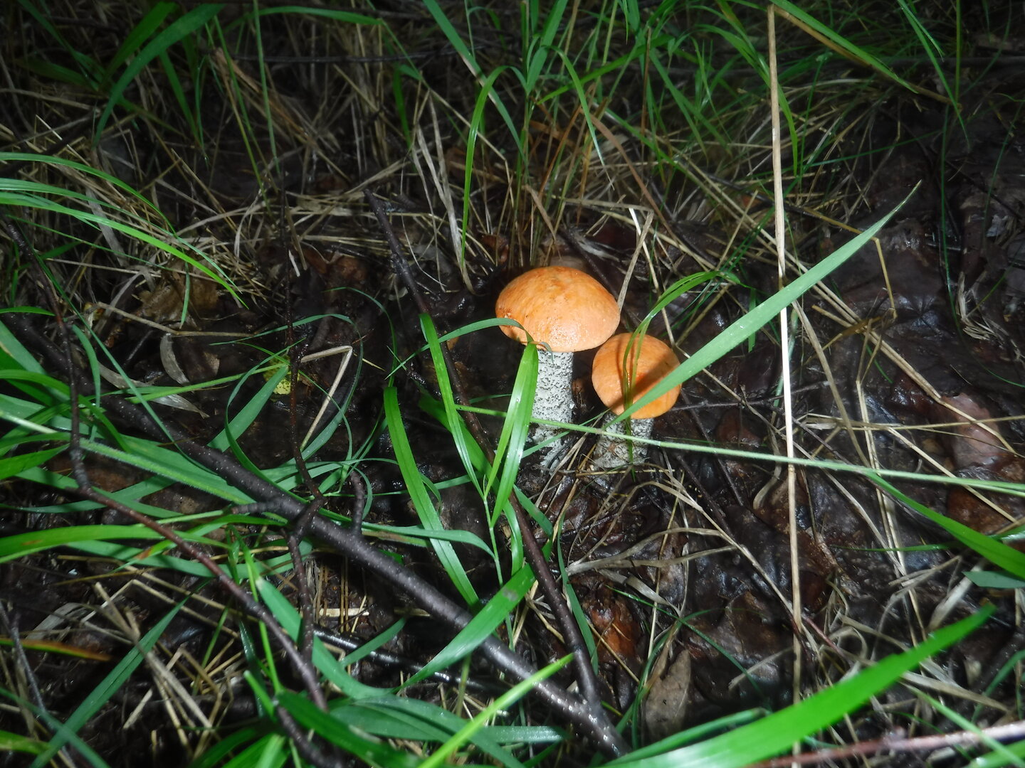 DSCF2057.JPG