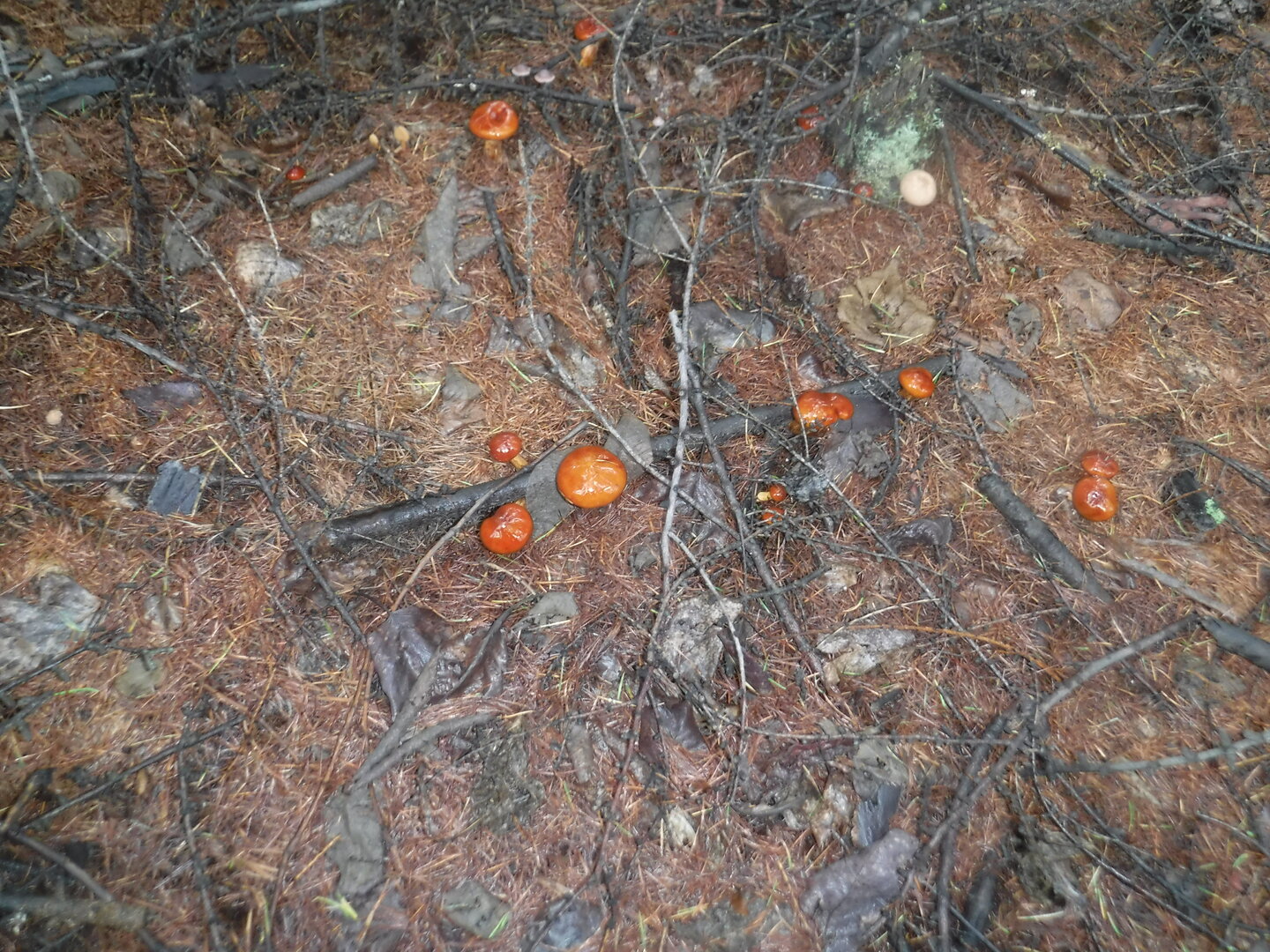 DSCF2069.JPG