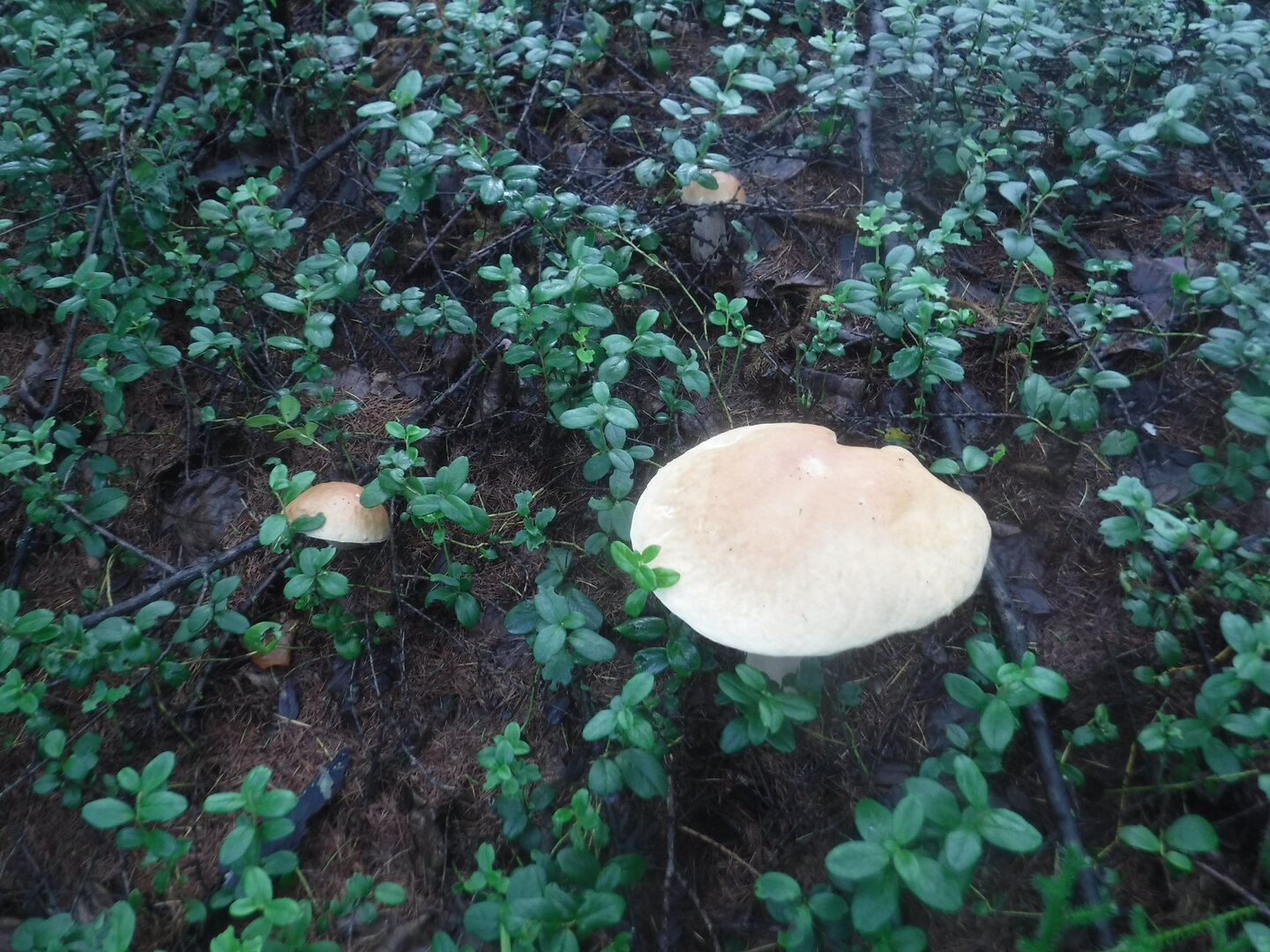 DSCF2070.JPG