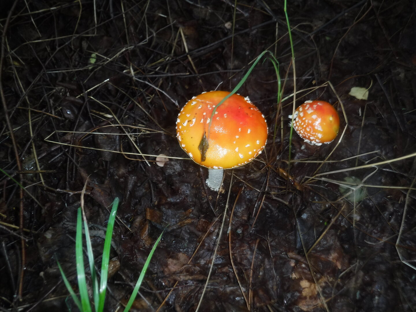 DSCF2075.JPG