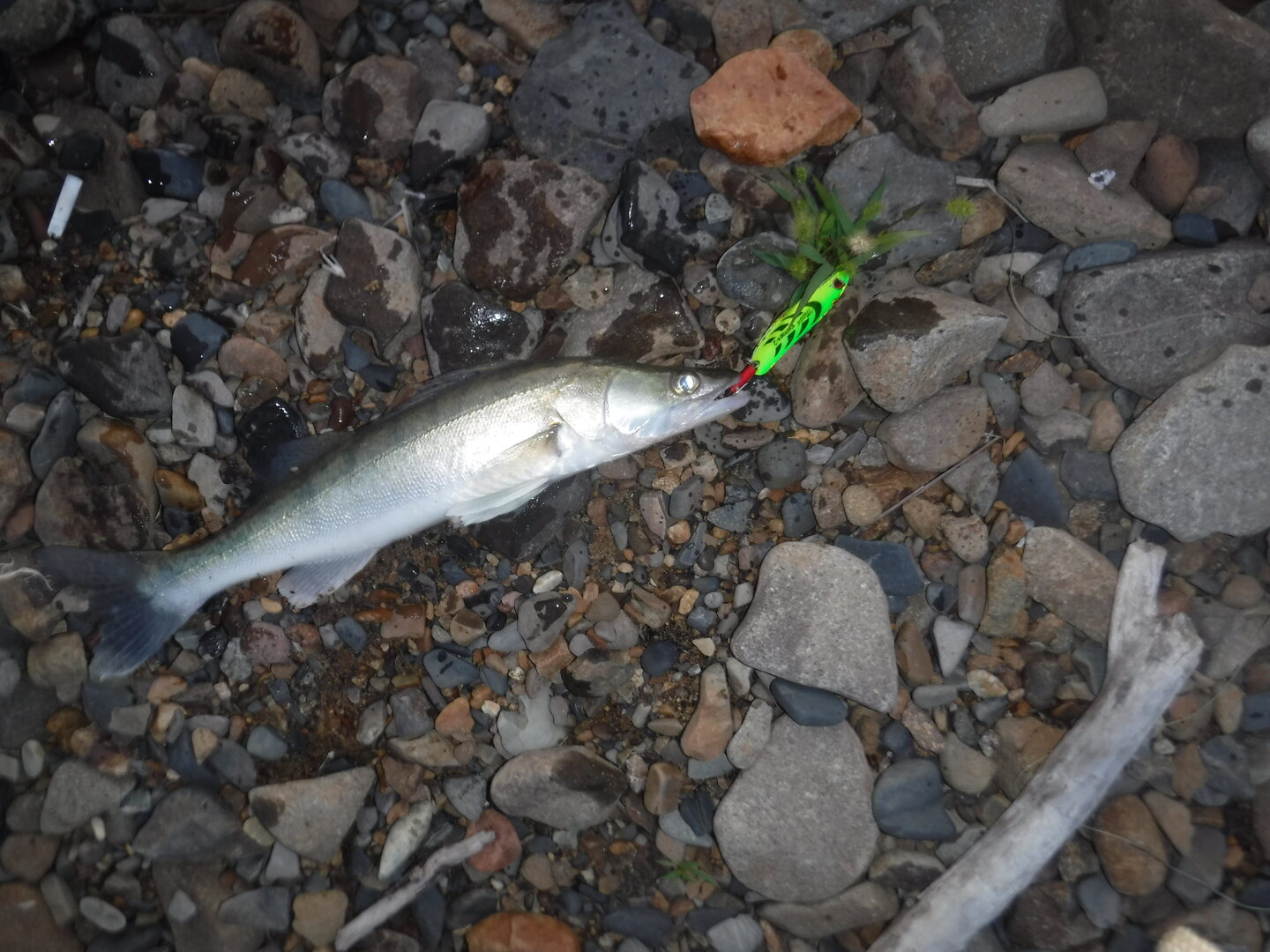 DSCF2095.JPG