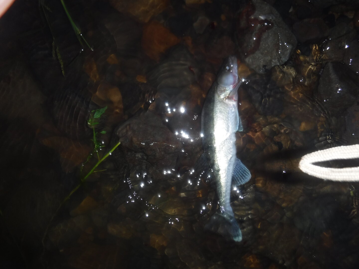 DSCF2098.JPG