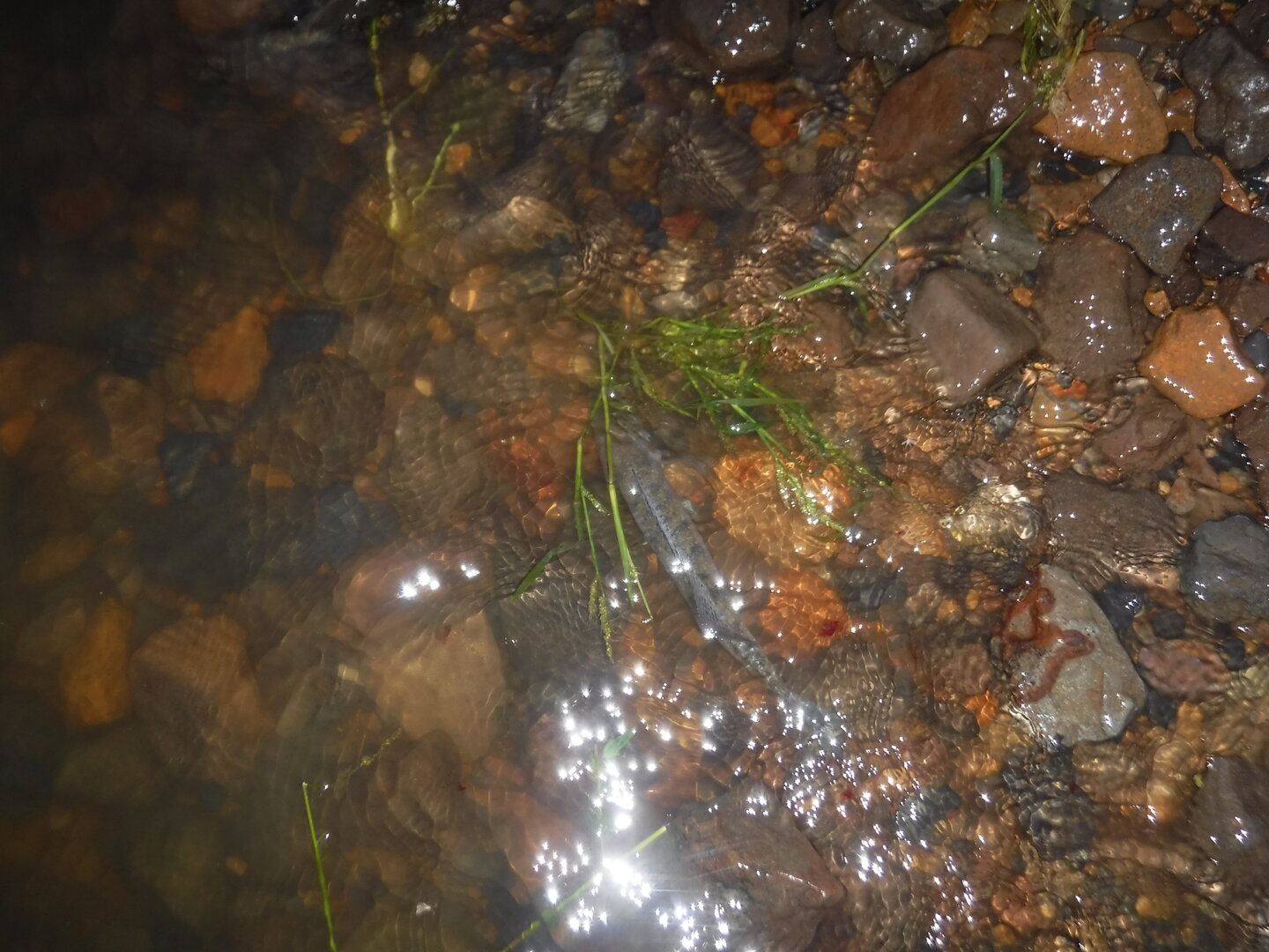 DSCF2100.JPG