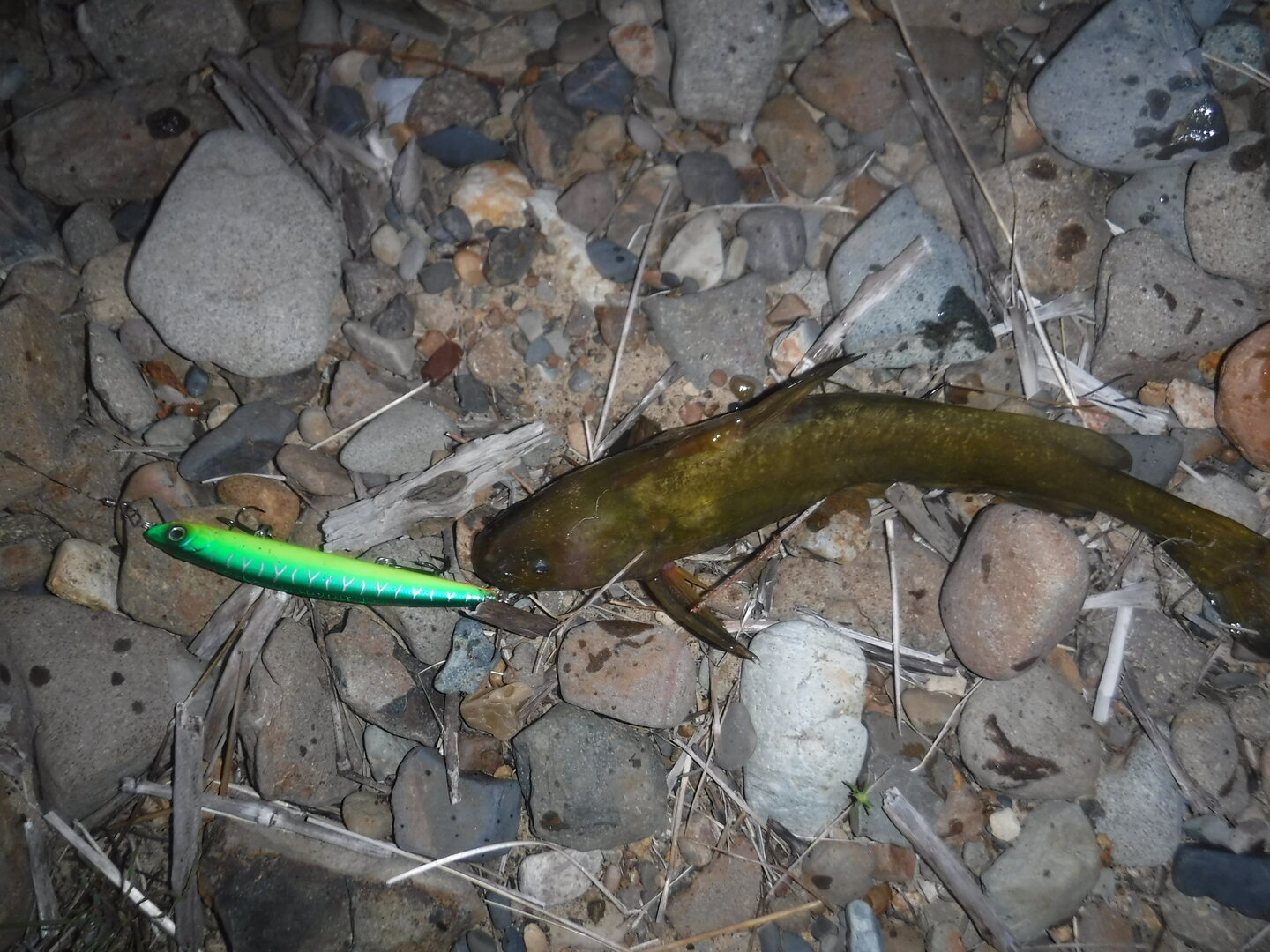 DSCF2115.JPG