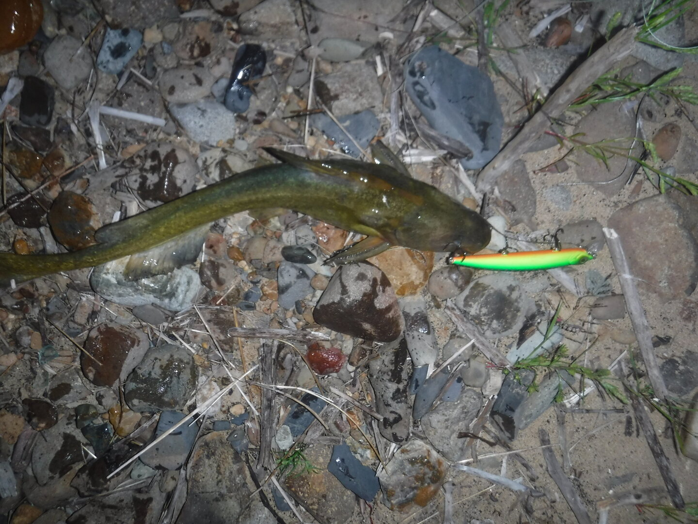 DSCF2116.JPG
