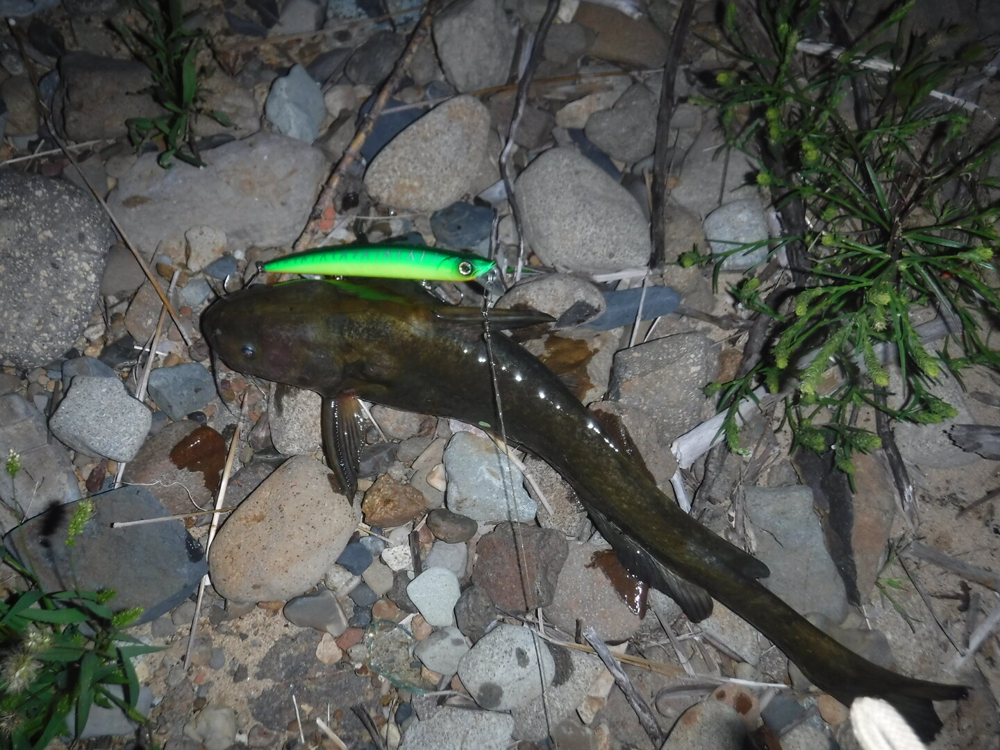 DSCF2117.JPG