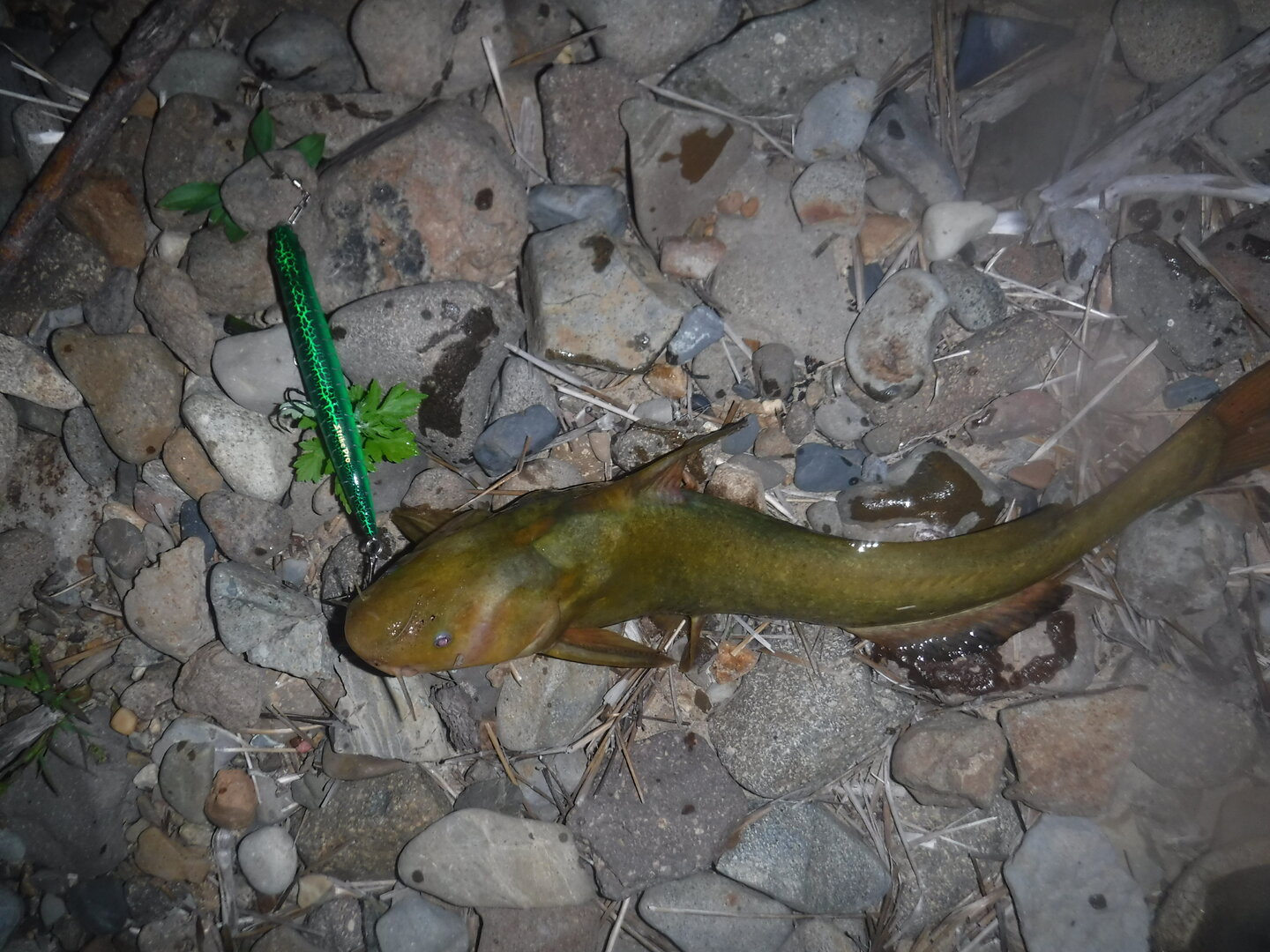 DSCF2124.JPG