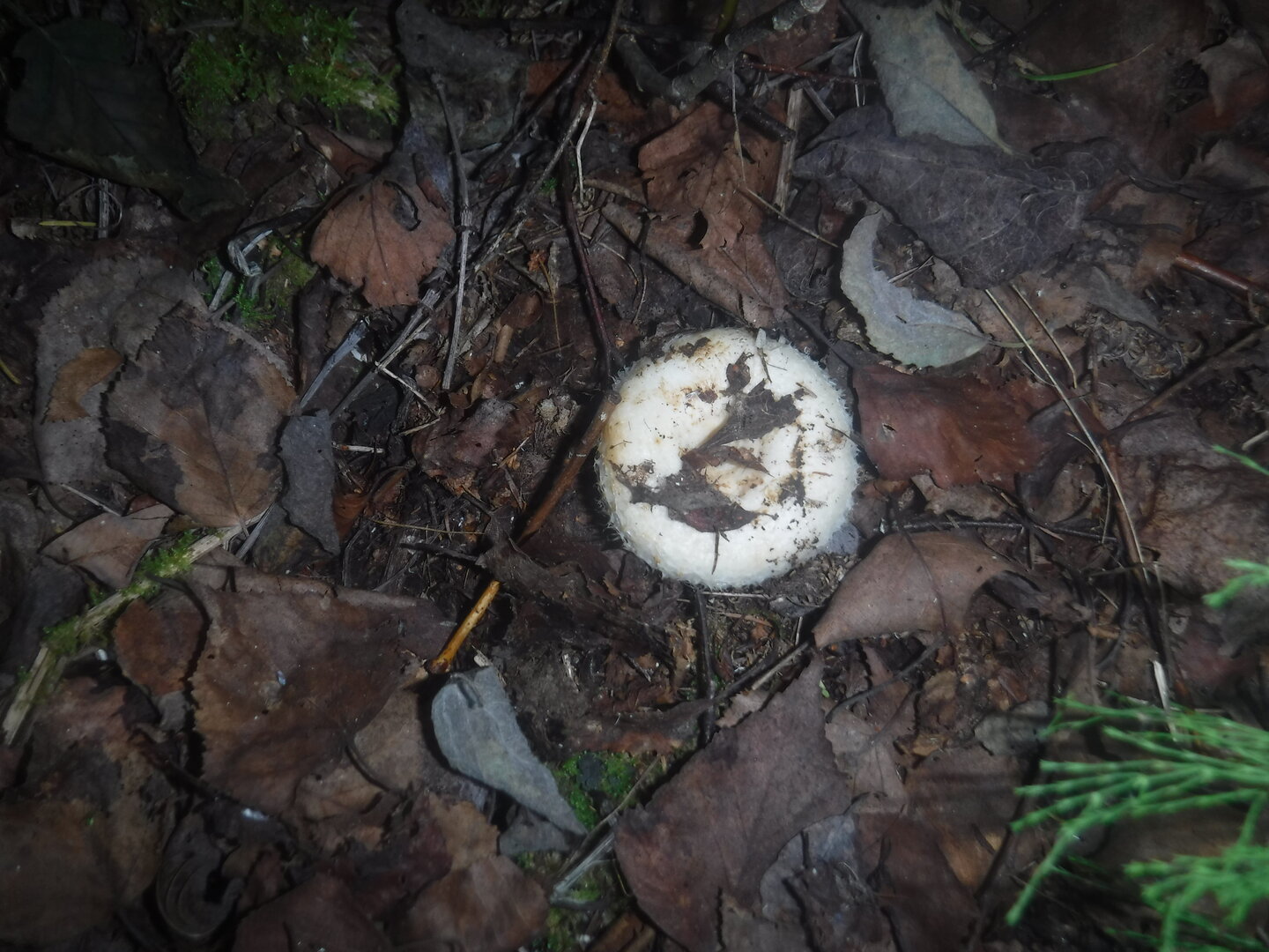DSCF2129.JPG