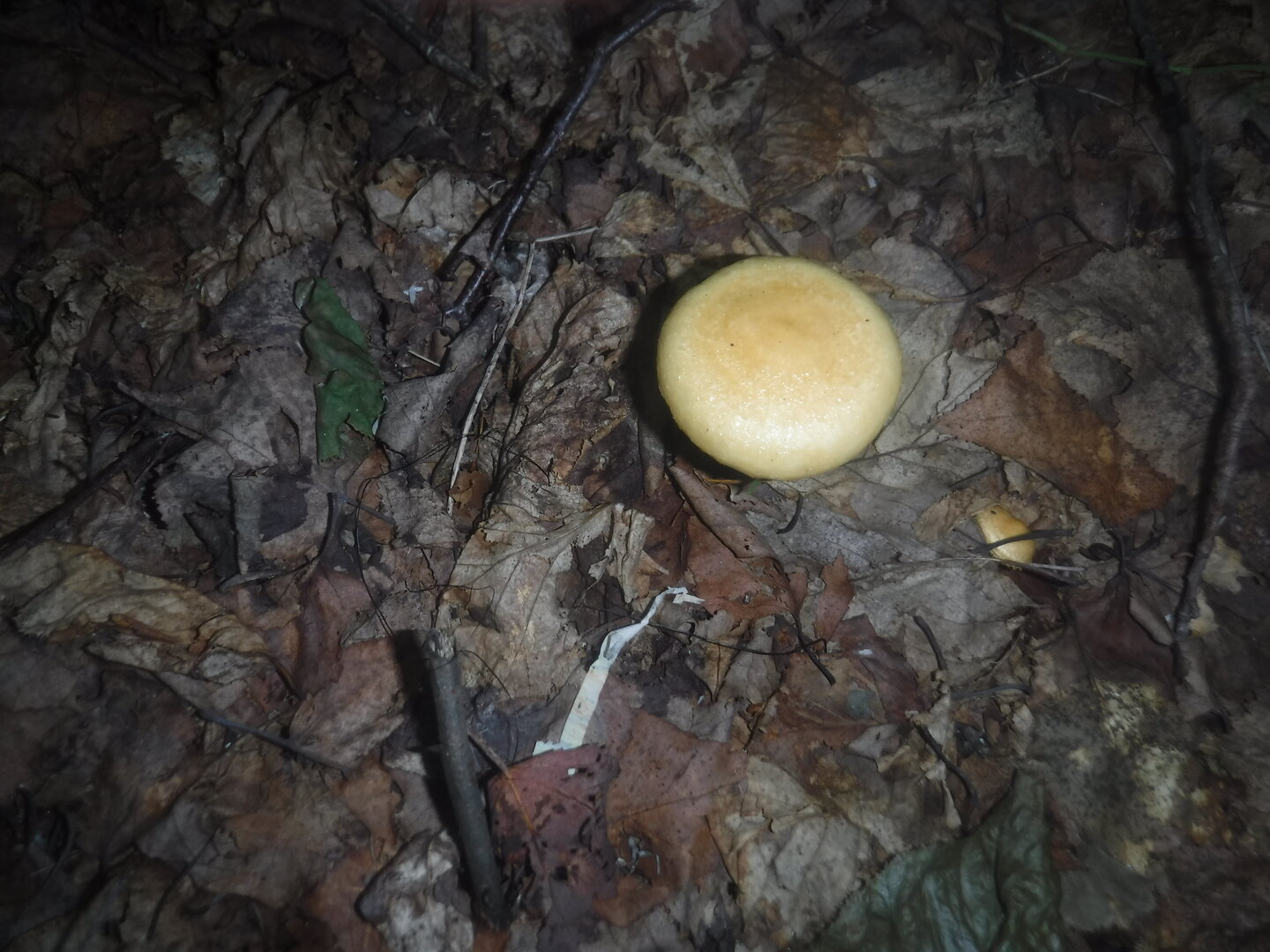 DSCF2130.JPG