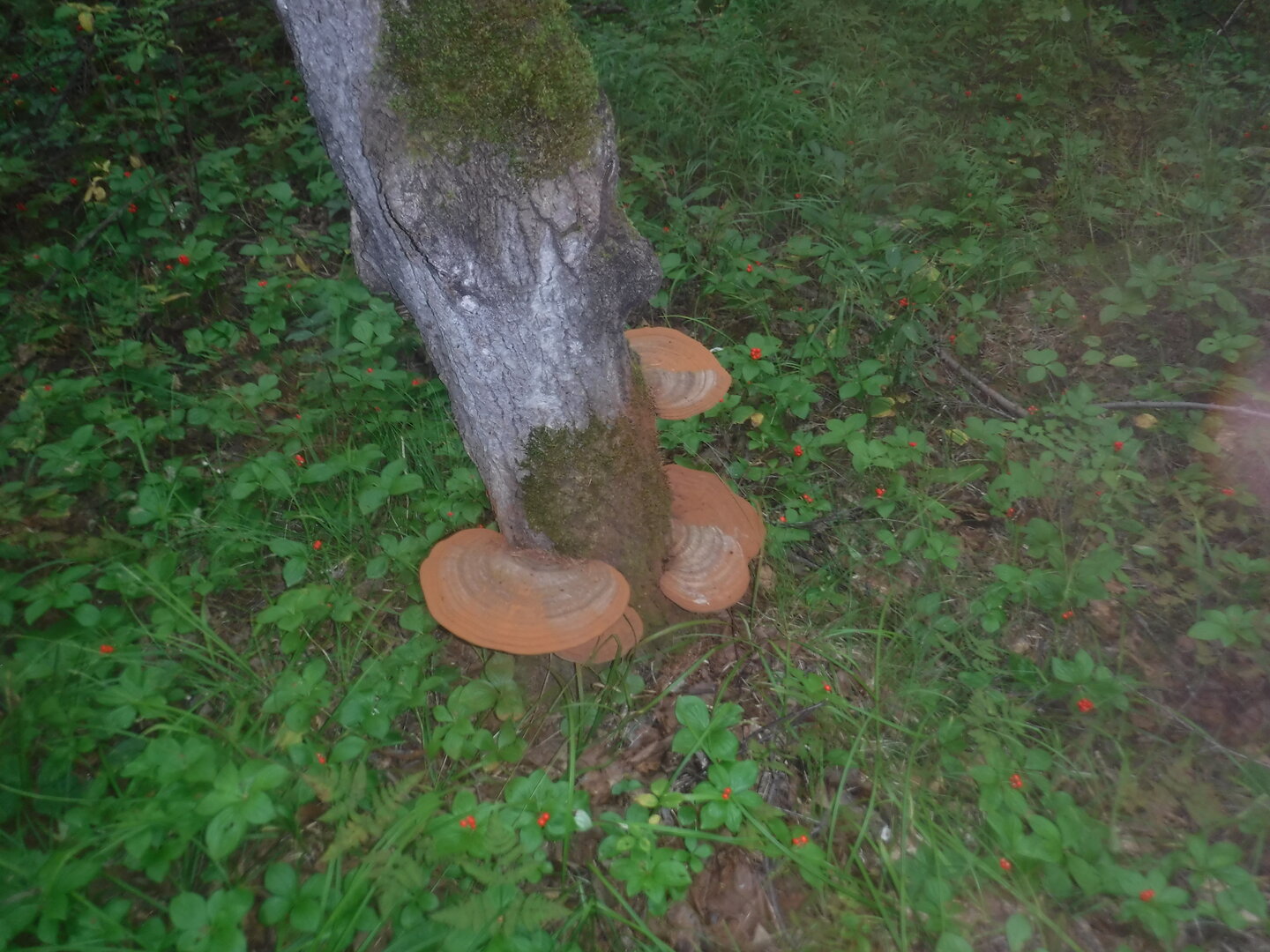 DSCF2132.JPG