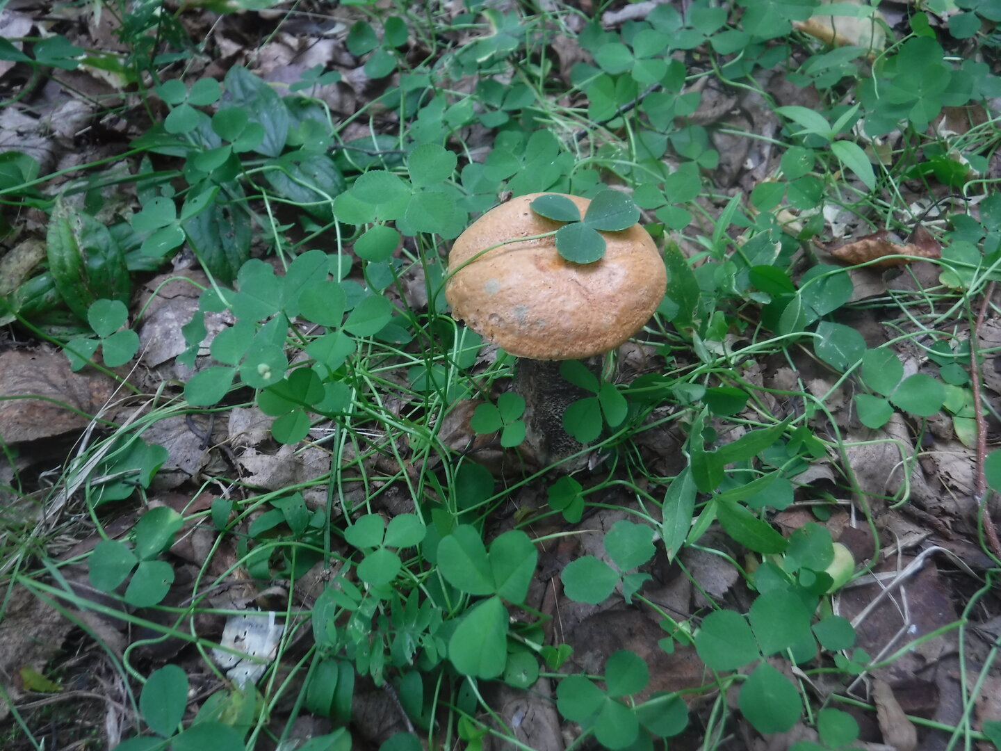 DSCF2142.JPG