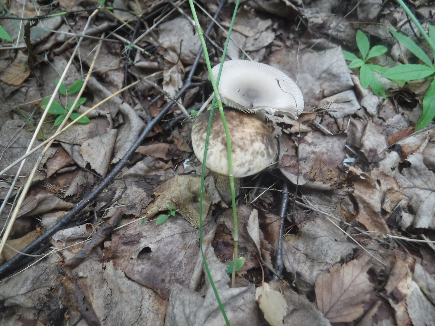 DSCF2144.JPG