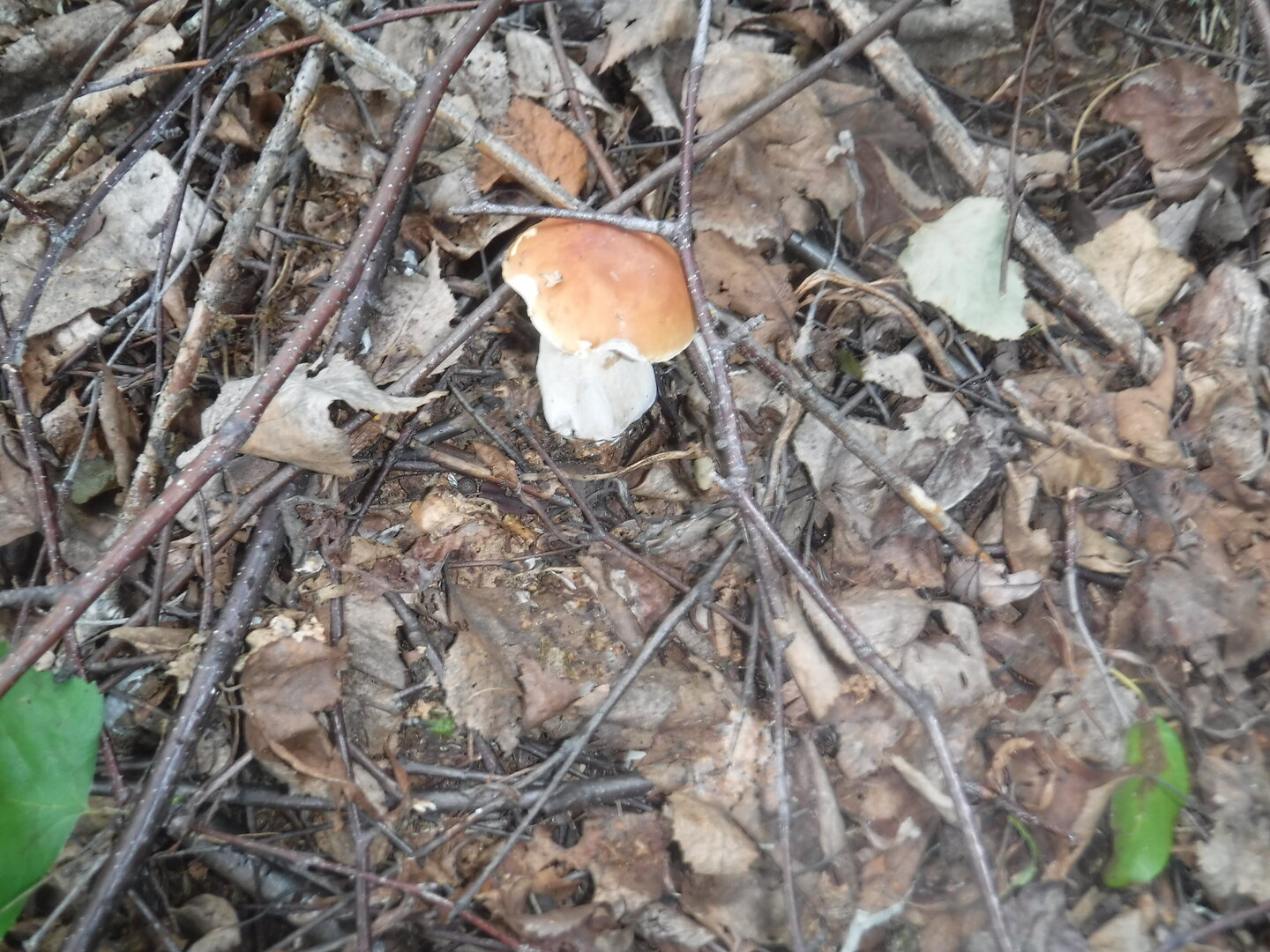 DSCF2151.JPG