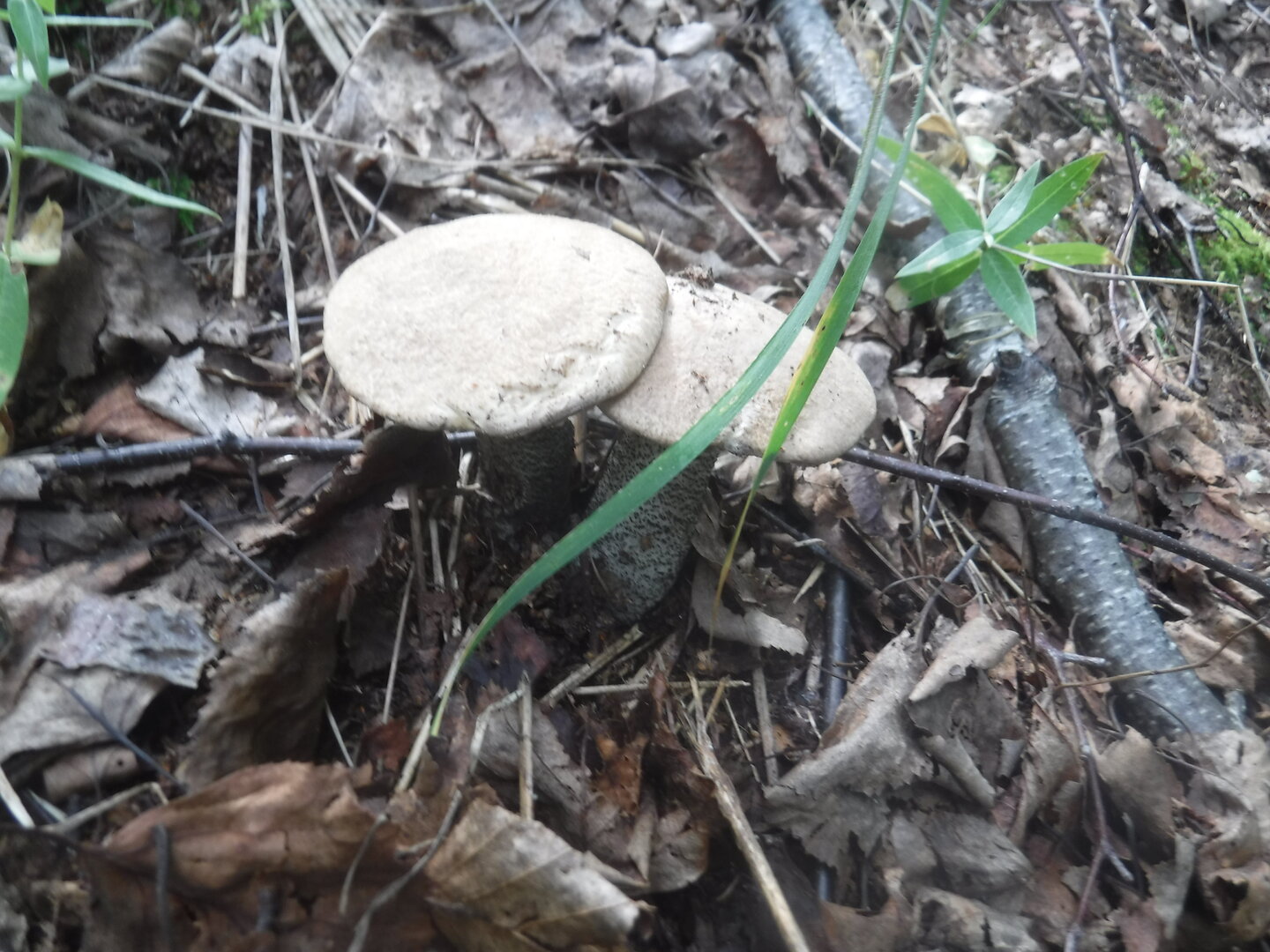 DSCF2152.JPG