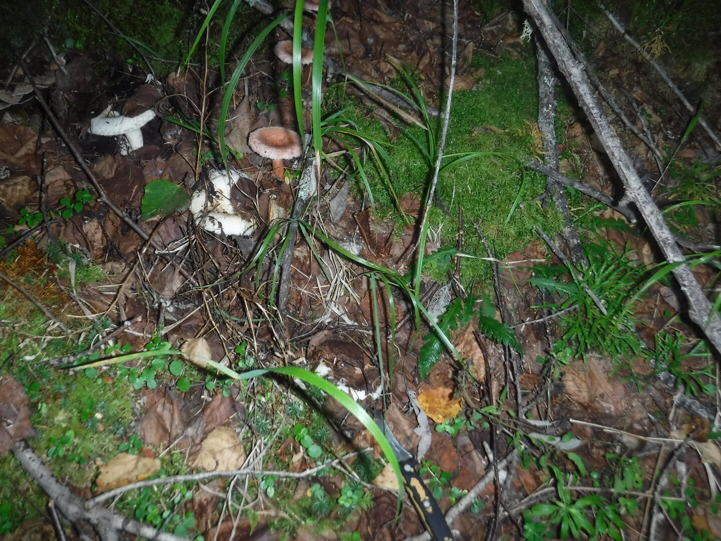 DSCF2174.JPG