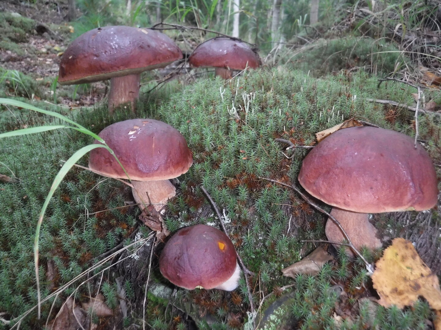 DSCF2177.JPG