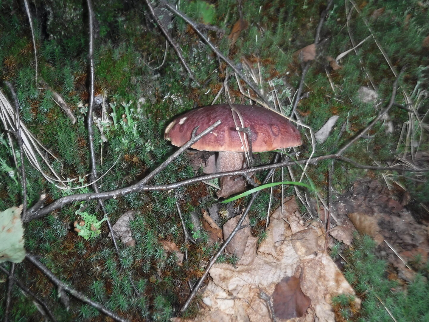 DSCF2178.JPG