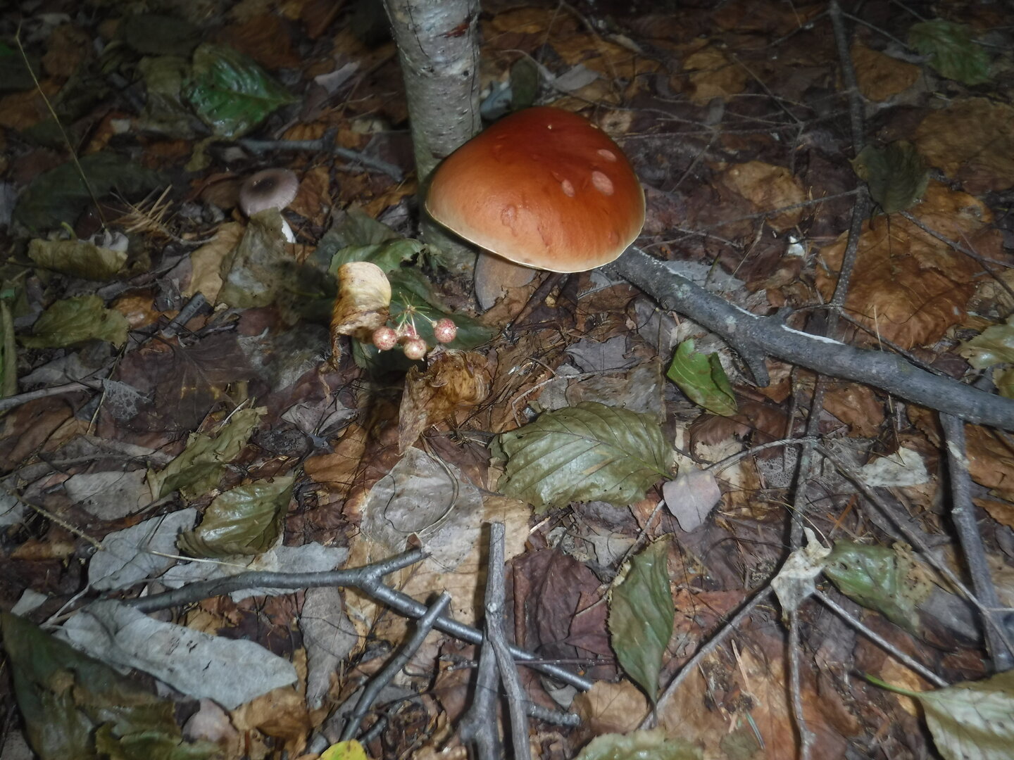 DSCF2185.JPG