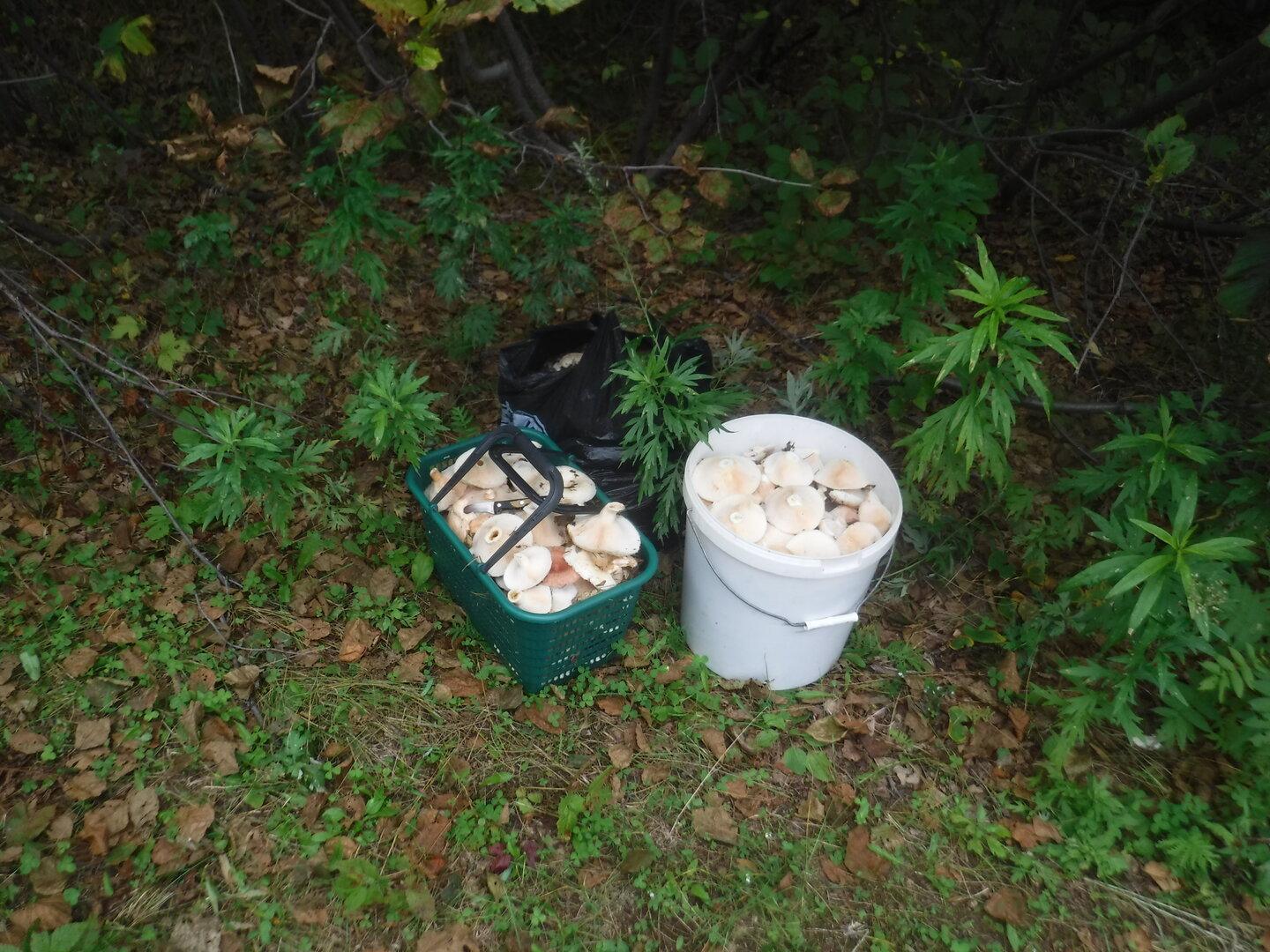DSCF2186.JPG