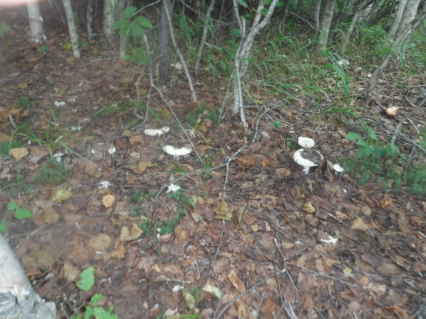 DSCF2187.JPG