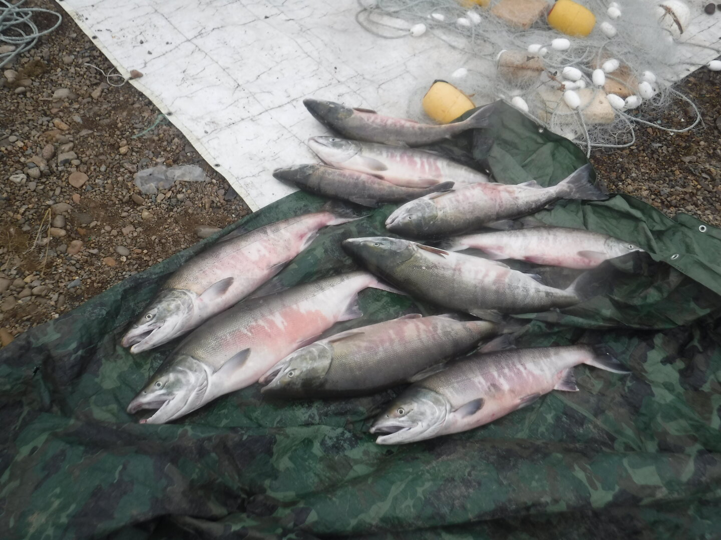 DSCF2207.JPG