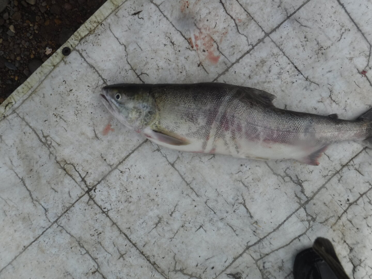 DSCF2208.JPG
