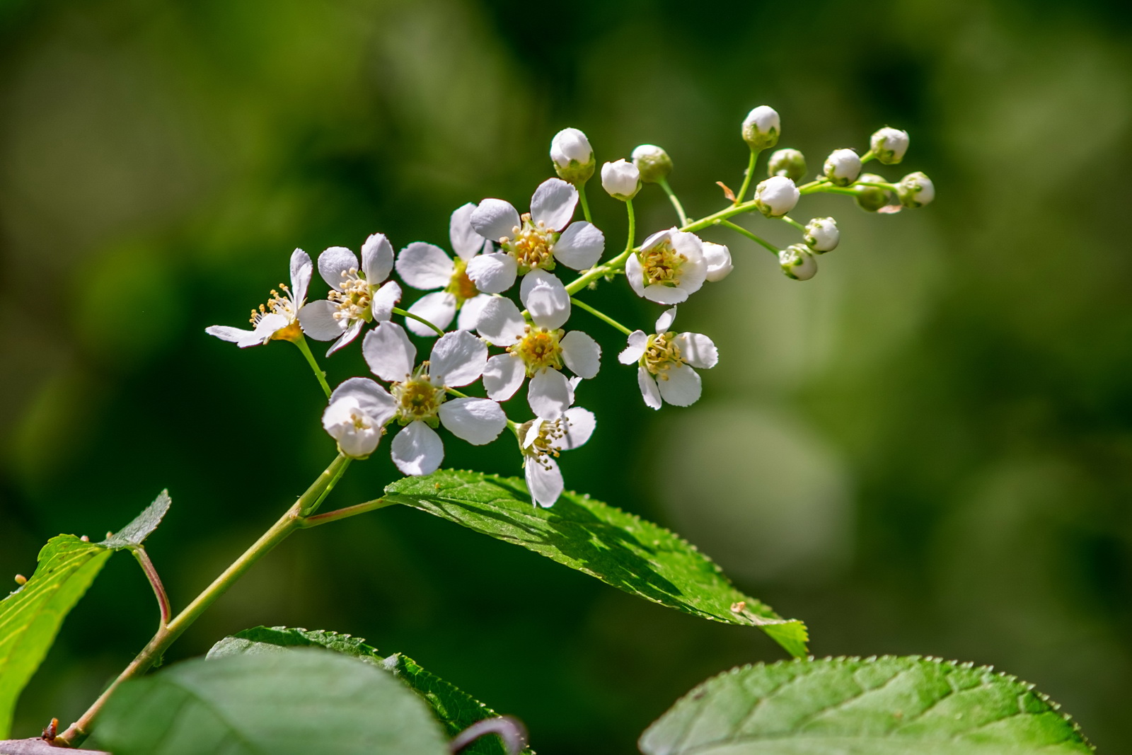 DSCF2216.jpg