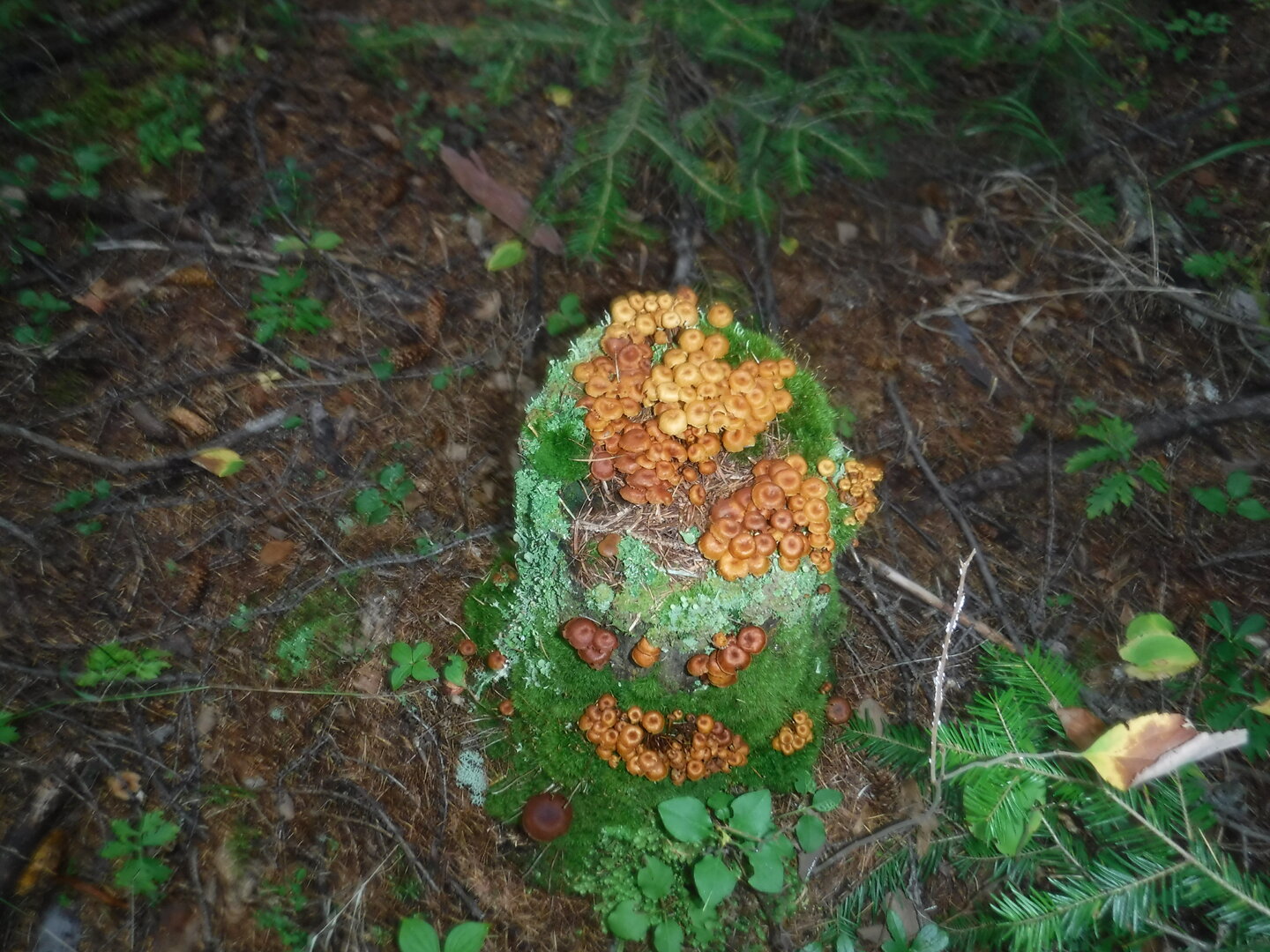 DSCF2223.JPG