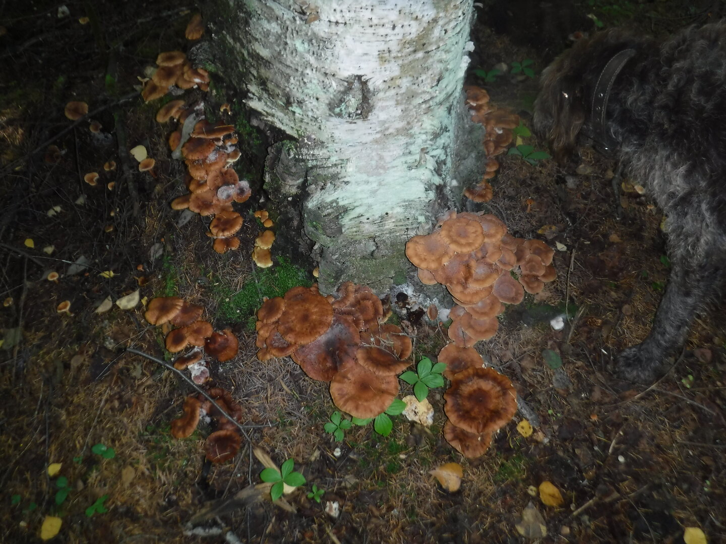 DSCF2259.JPG