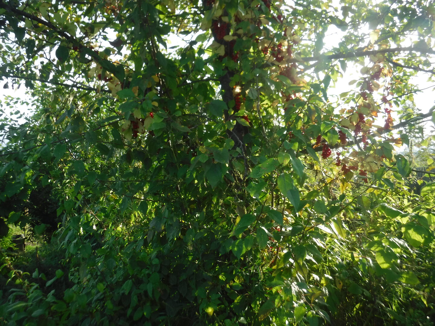 DSCF2262.JPG